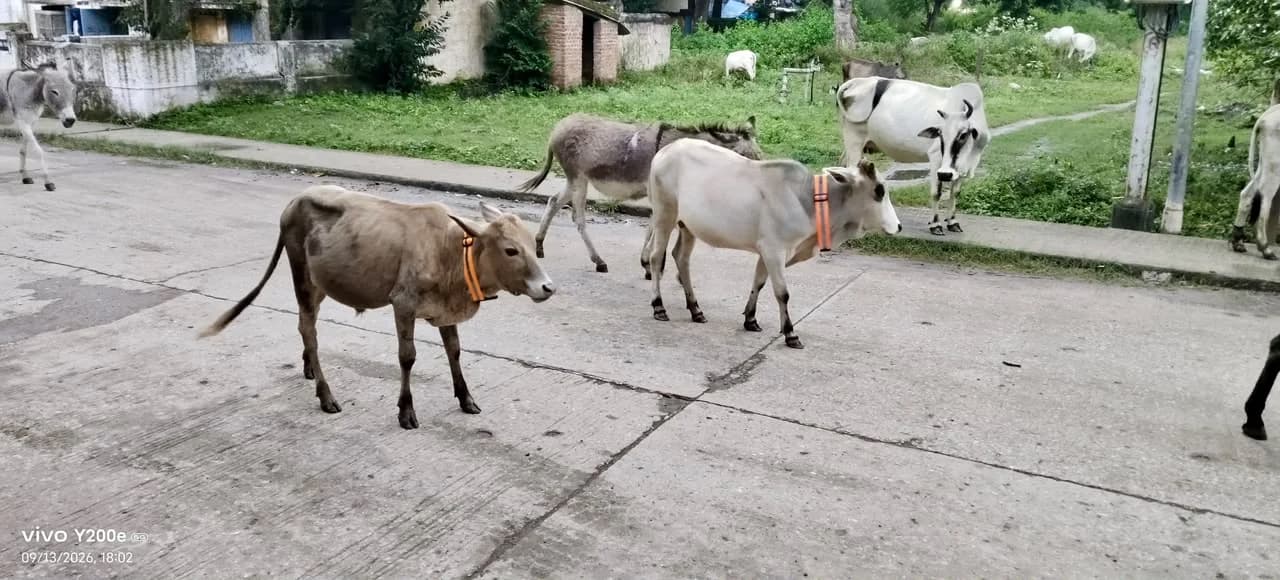 सेवा विचार
